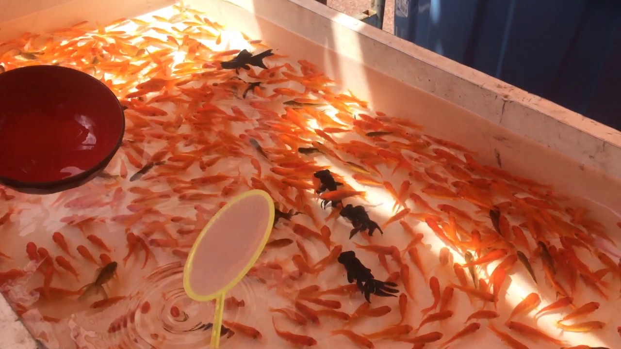 Nakanojo festival 金魚すくい goldfish scooping