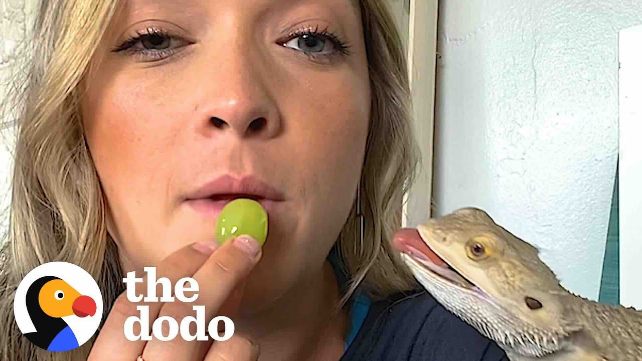 5 признаков того, что бородатые агамы — это, по сути, золотистые ретриверы | The Dodo
