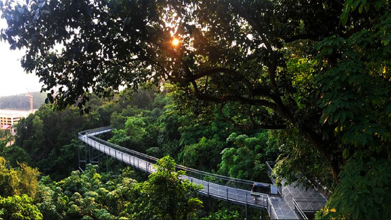 Delhi Ridge Forest | Haunted Place in Delhi | Southern Ridge Forest the  green natural beauty.