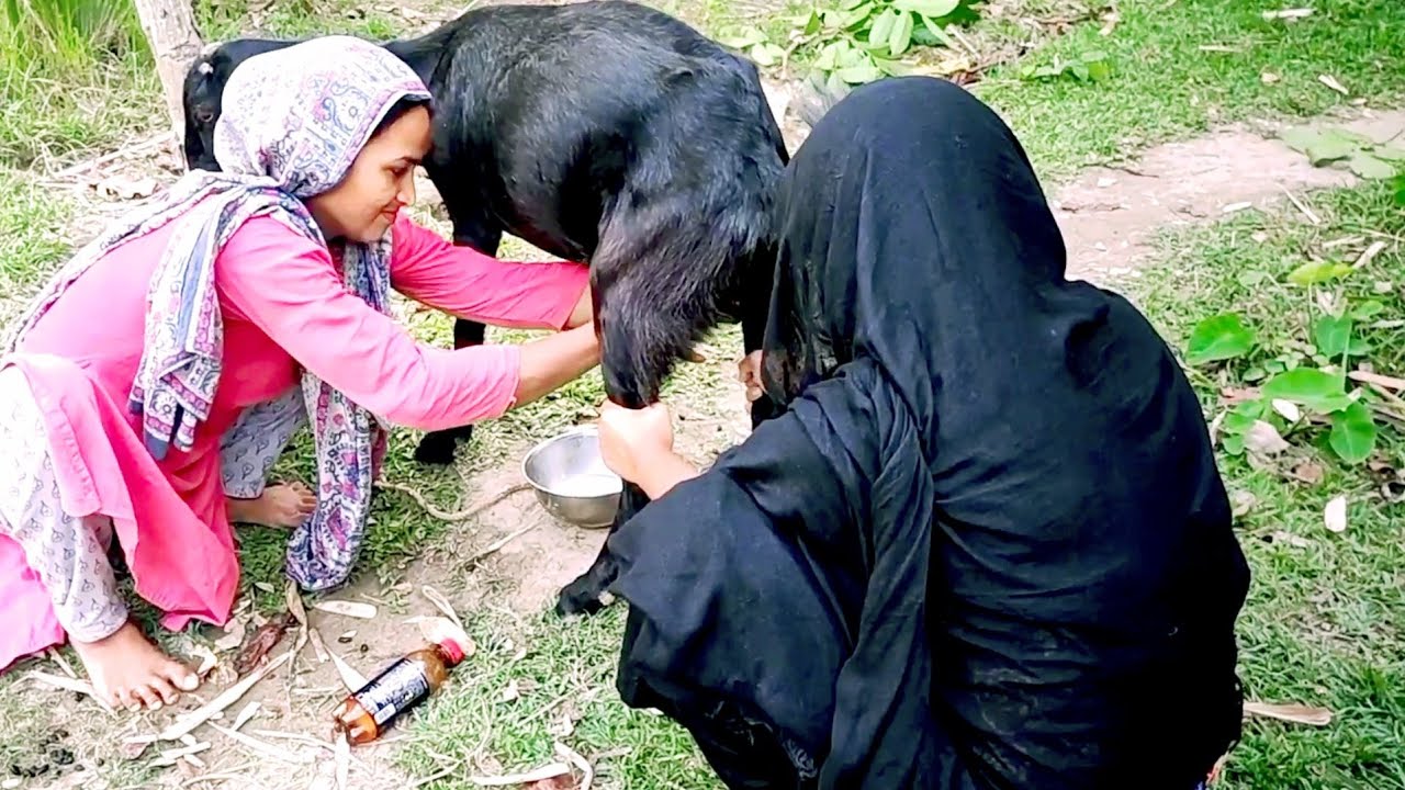 Beautiful Girls Goats Milk collect By Hand | Goat Milking
