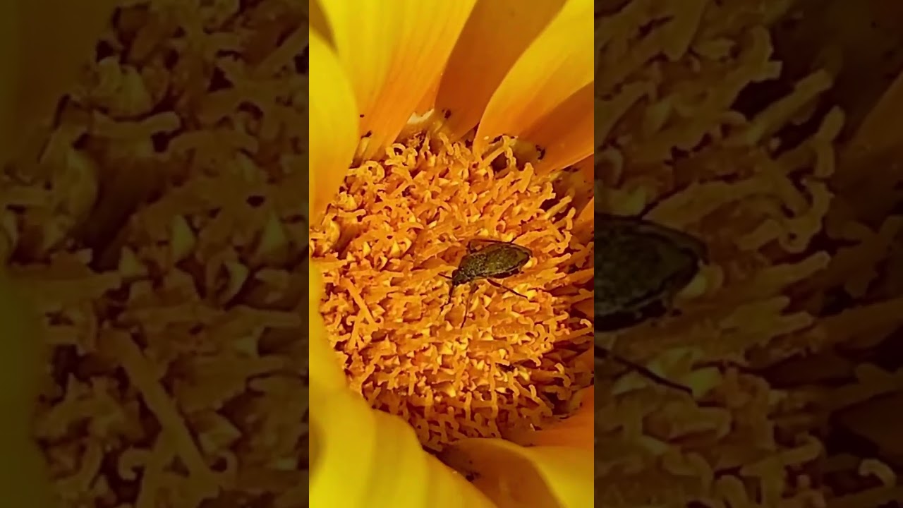 flower beetles are known as,&rdquo;mess and soil &ldquo; pollinators because they defeacate in the flower .
