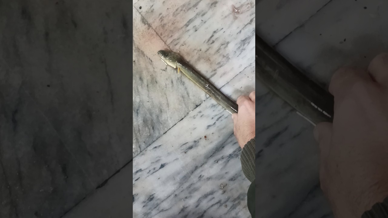 Sea fish | snake fish | #fish #snakefish #snake