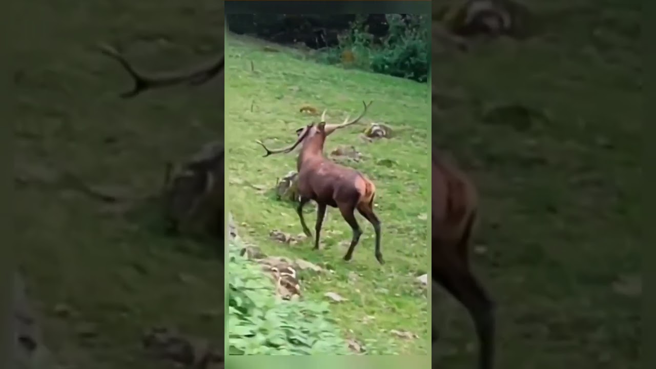 Watch this Animal's Miraculous Escape from a Predatory Attack!