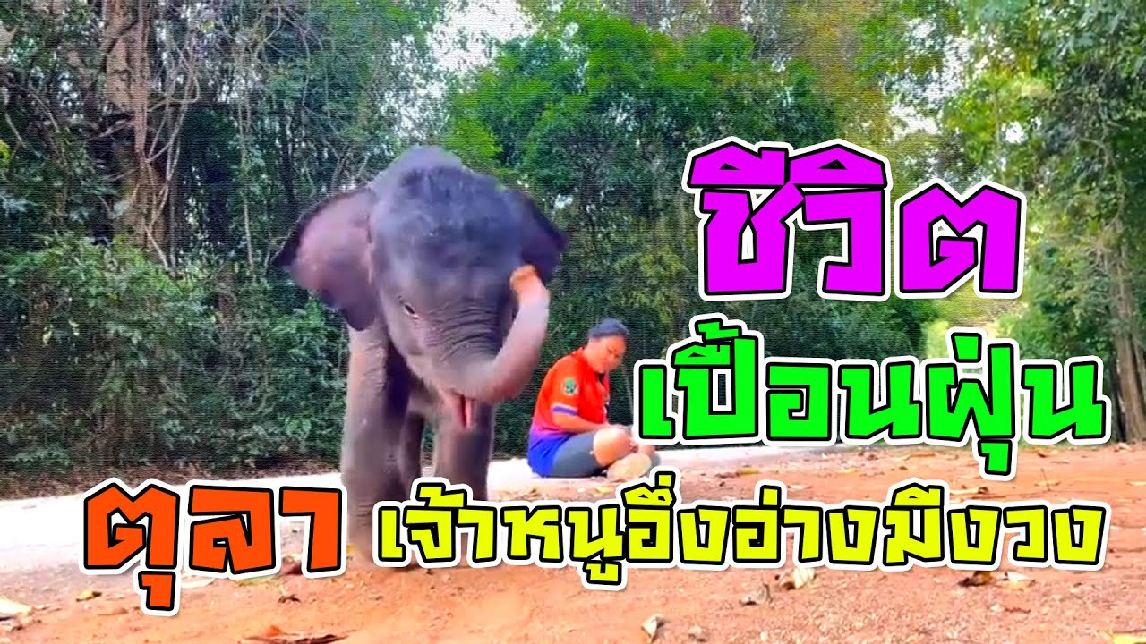รวมคลิปที่ไม่เคยเห็นในช่อง farmsuk ที่แสนน่ารักของตุลาเตยปอยโหน่ง ทุกวันคือวันพิเศษของคนรักตุลา