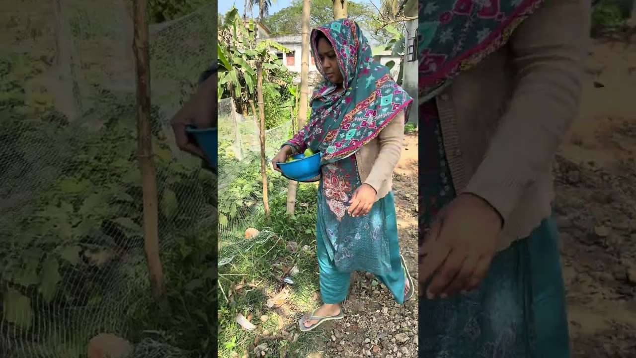 বাগান থেকে টাটকা সবজি উঠাবো। 