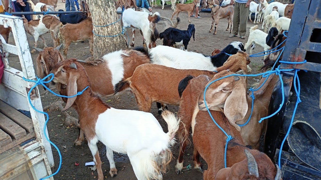 INFO 🔴 HARGA KAMBING TERBARU HARI INI‼️PASAR HEWAN DIMORO KOTA BLITAR