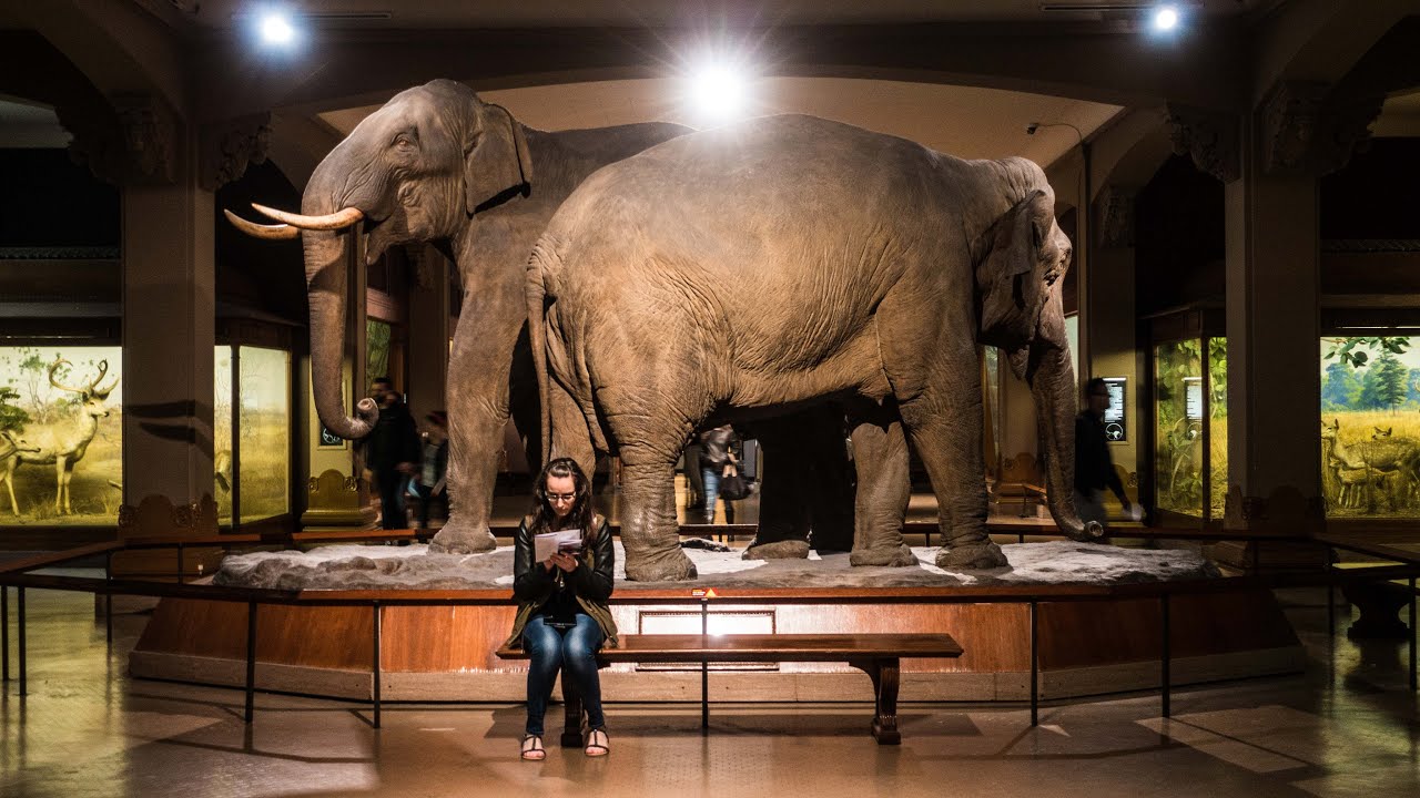 AMERICAN MUSEUM OF NATURAL HISTORY