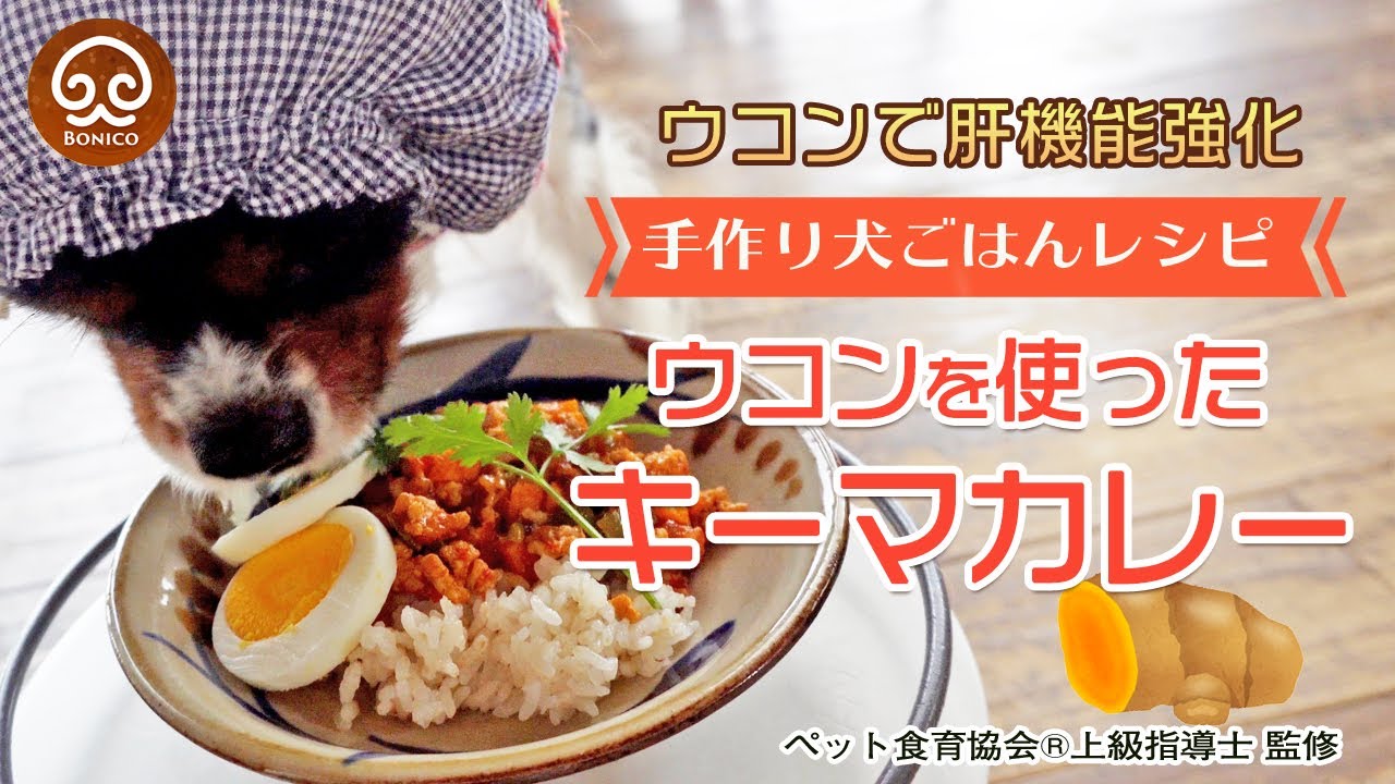 【犬の手作りご飯】簡単！キーマカレーの作り方