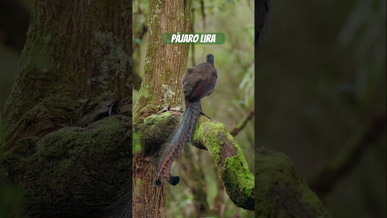 P&aacute;jaro Lira #bluebird #nature #birds #forest #wildlife #aves #bosque