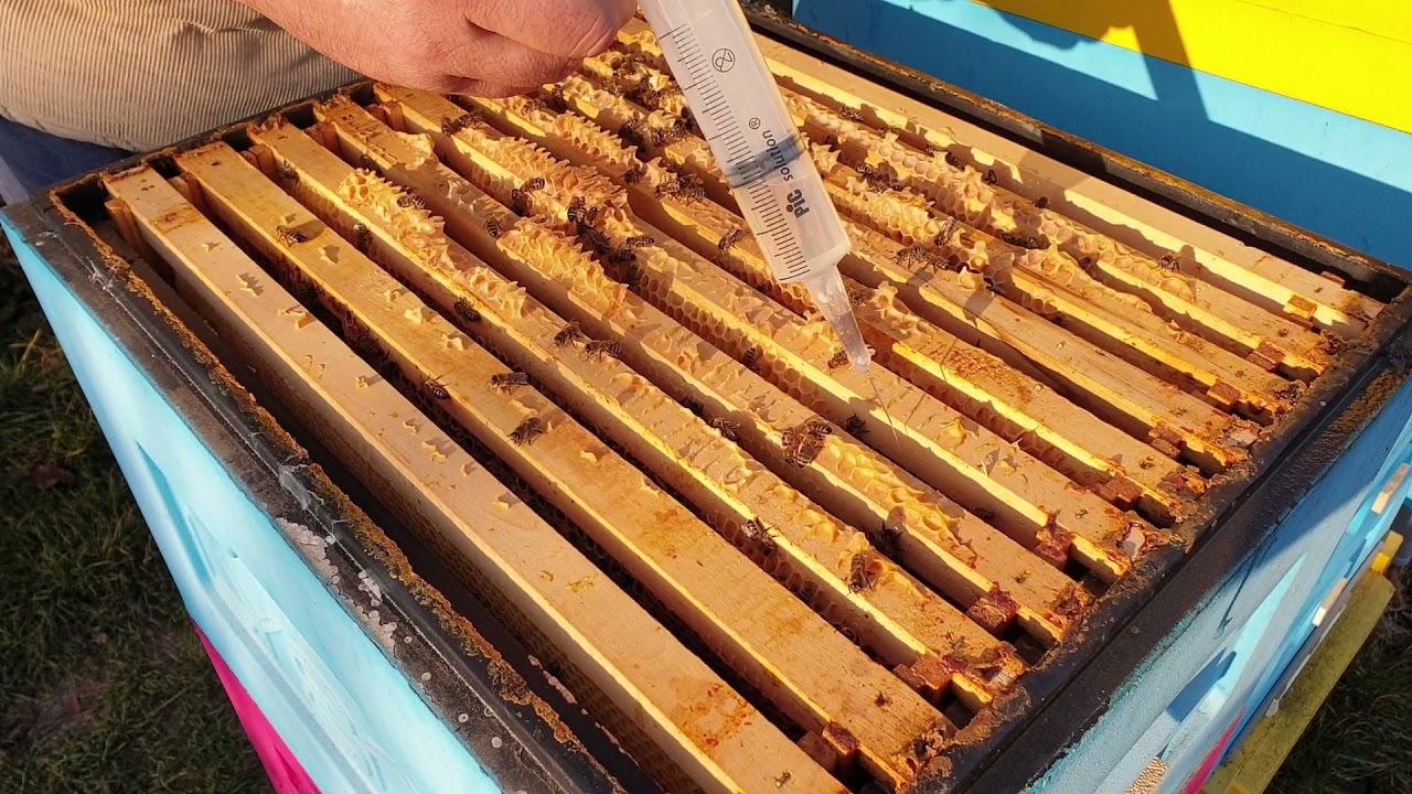 Tratarea albinelor cu acid oxalic, 30 octombrie 2021 în Lyson Anatolie Severin
