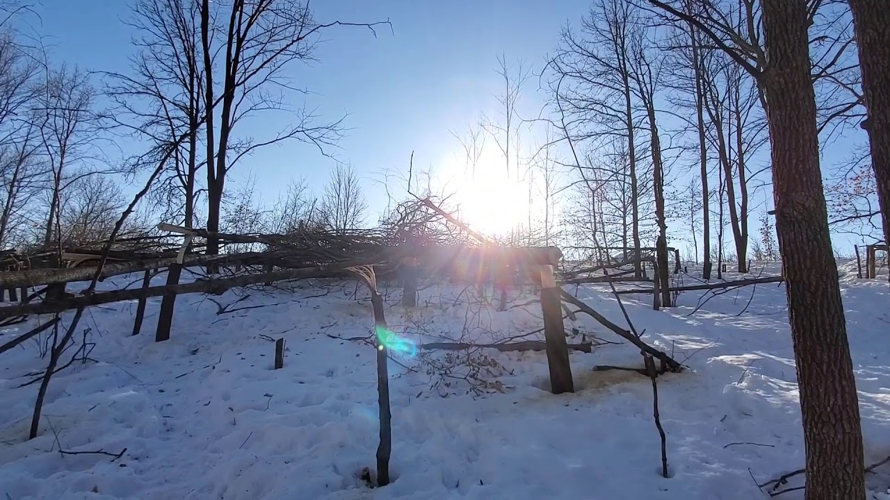 Cleaning up a Hinge-Cut Ridge for Deer Bedding