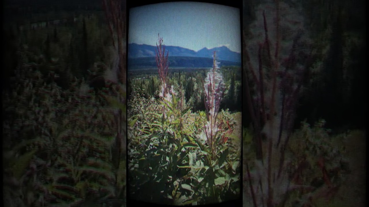 #moodyreel #walkwithme #moody #Alaska #alaskascenery #alaskabeauty #introverteddiaries #mountains