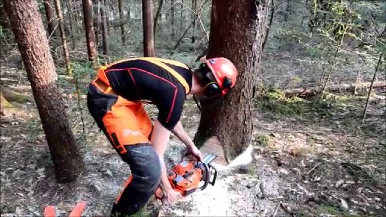 Felling trees - Baum fällen (Husqvarna 550 xp g, 560 xp g)