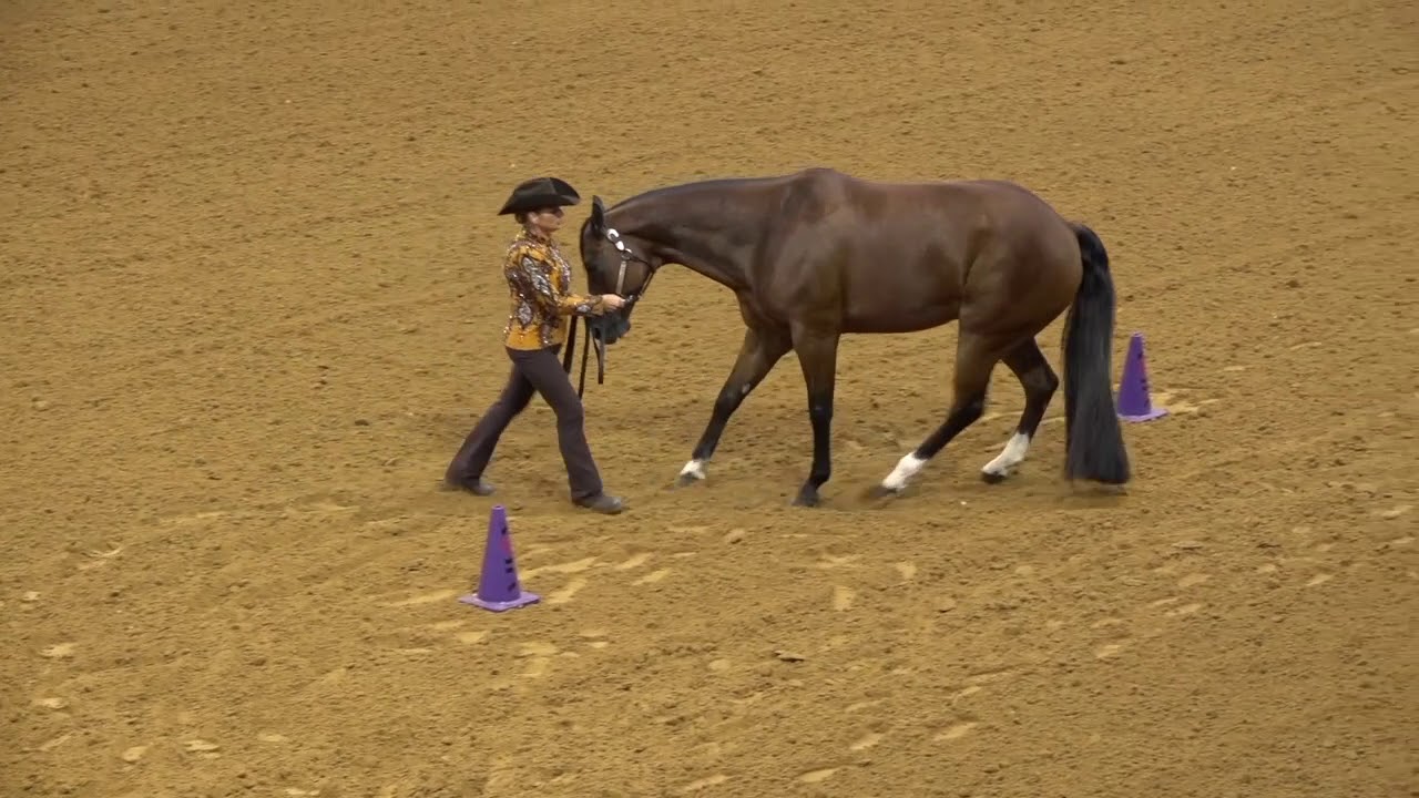 AQHA Pro Horsemen's Competitive Edge: Showmanship