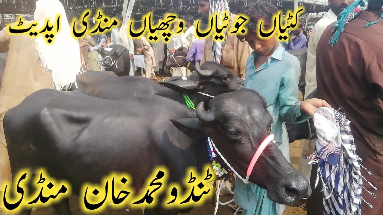 Young buffalo and bull kattiyan katte / Tando muhammad khan mandi update  @a.karaingoats3298