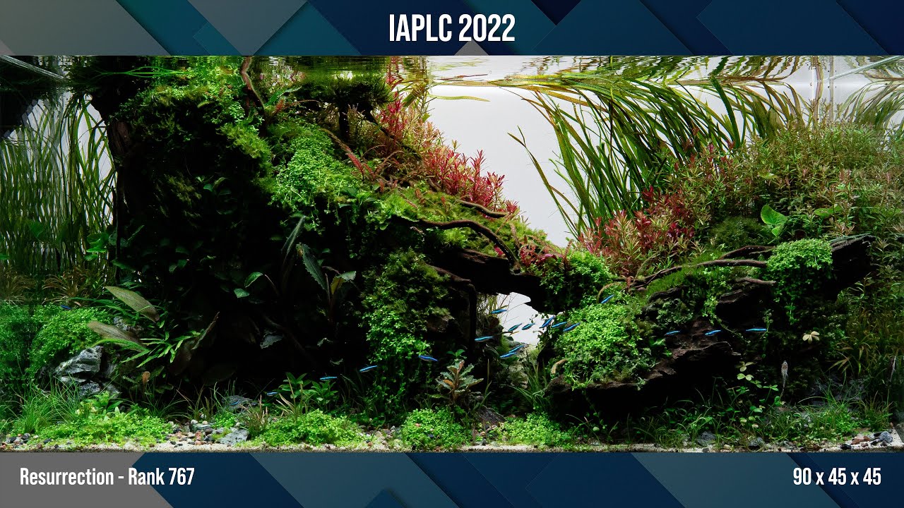 IAPLC 2022 - Rank 767 'Resurrection'