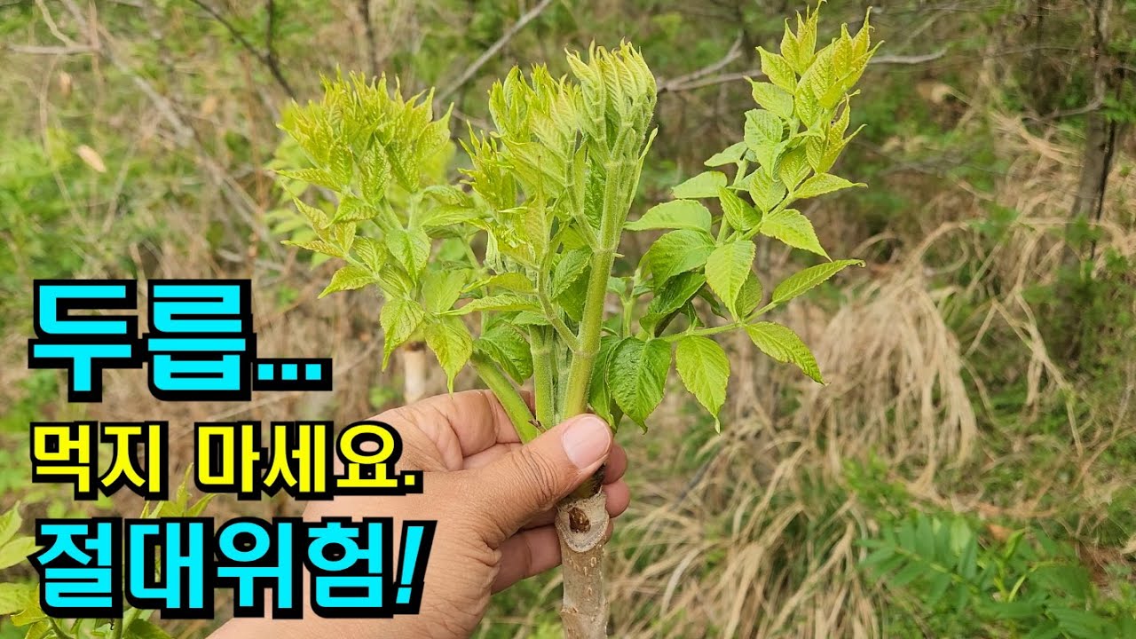여러분! 두릅 절대 먹지 마세요