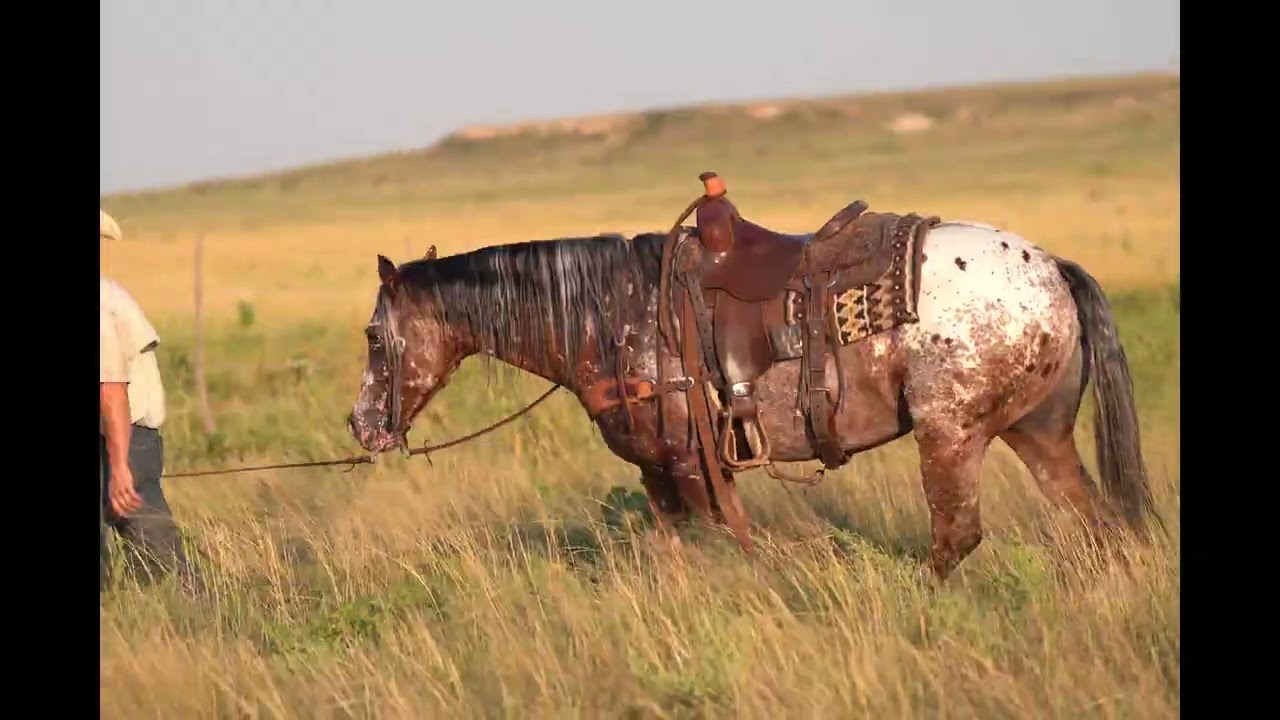 Mojo selling on @horsebid