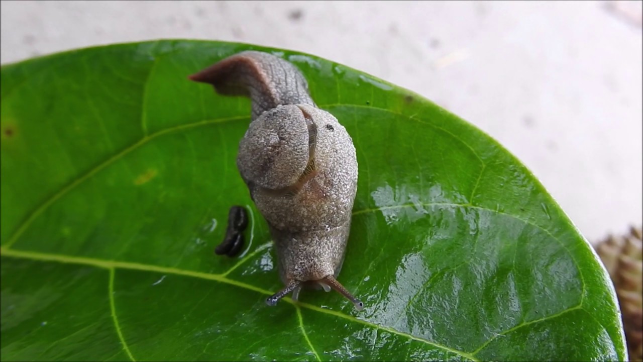 Chameleon Semi slug That May Scare Of Predators