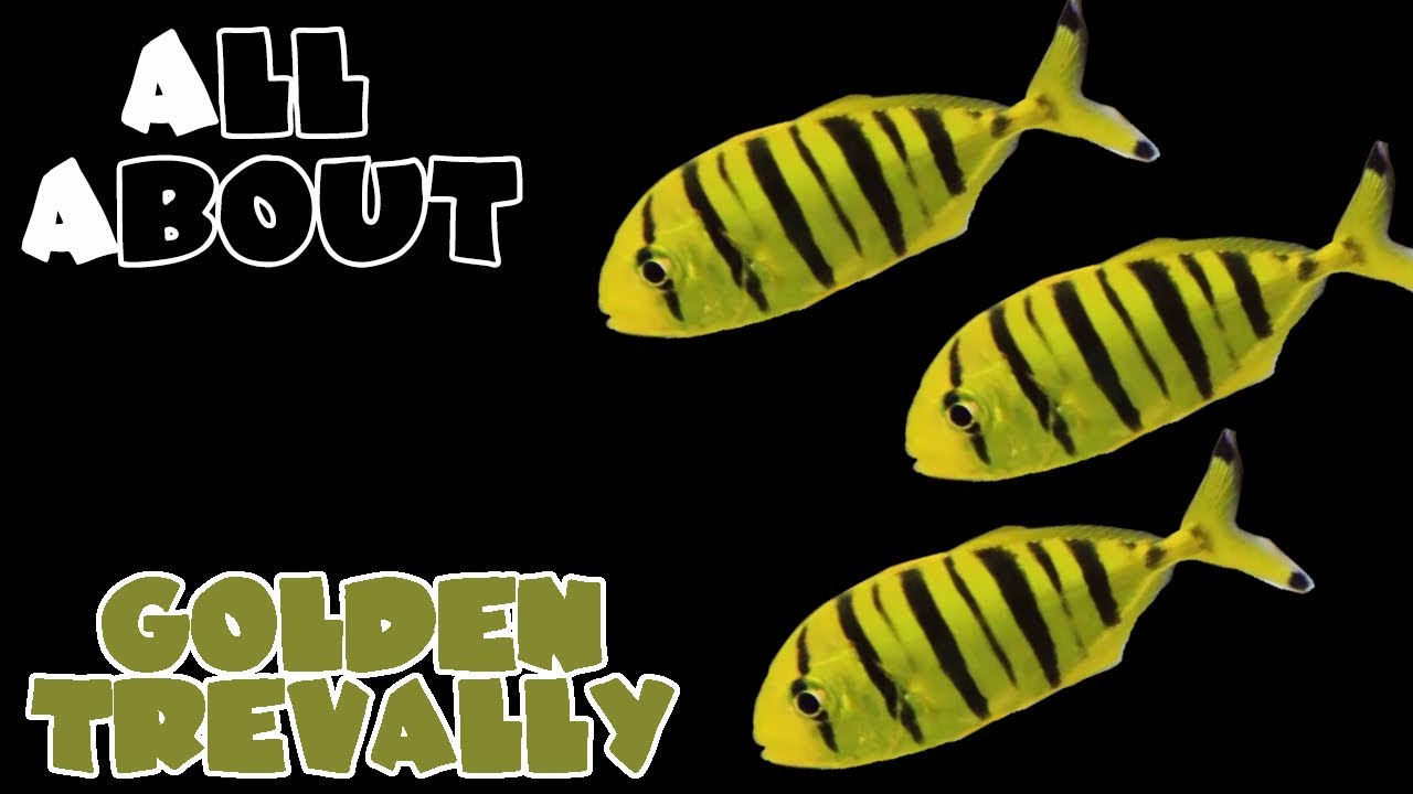 All About The Golden Trevally Pilotfish or Golden Jacks