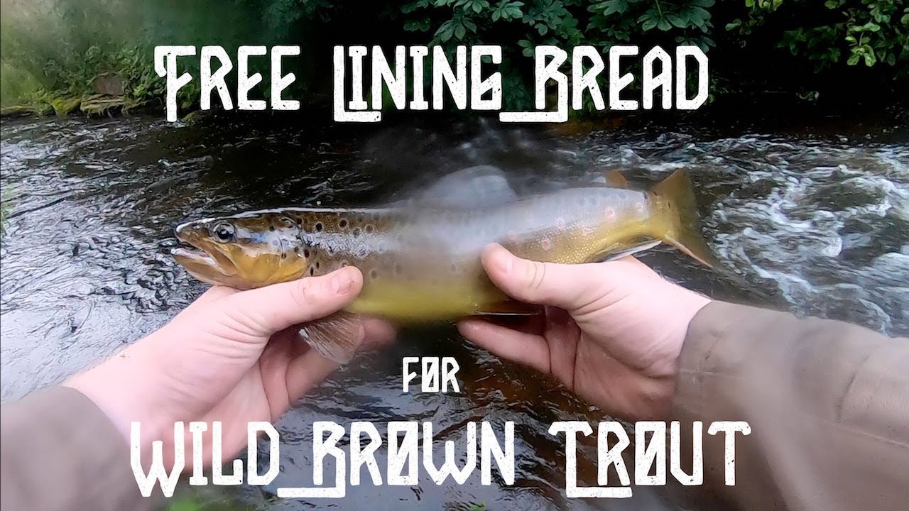 Free Lining Bread For Wild Brown Trout
