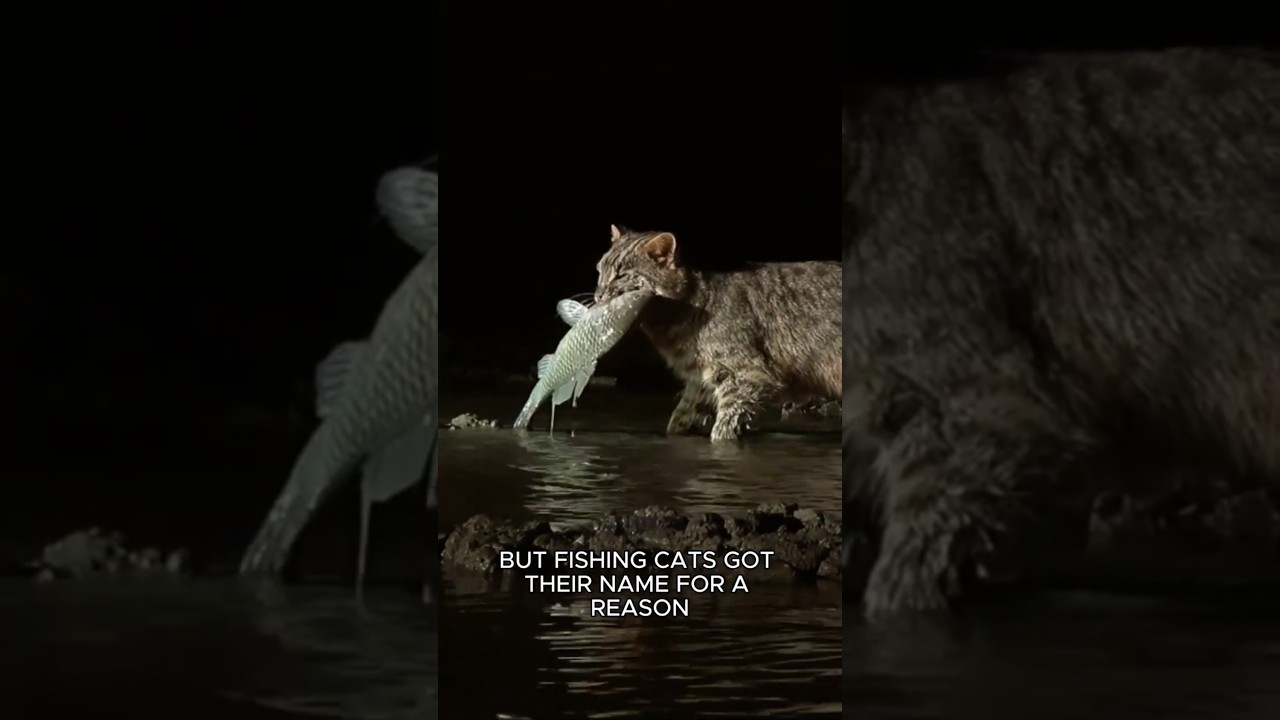 Кот, который охотится под водой! 