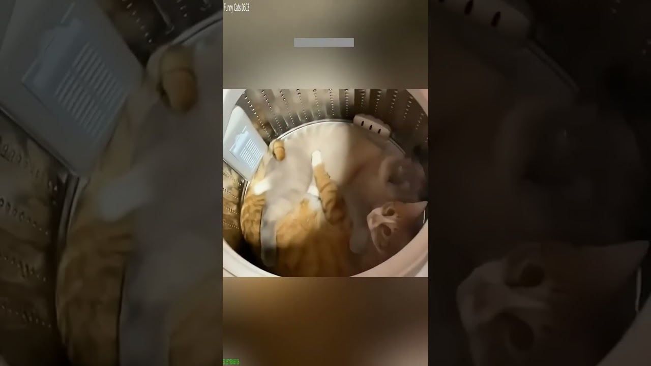 Cat Funny Videos 🥰 New Funny Cats 2024 🐈‍⬛ # 