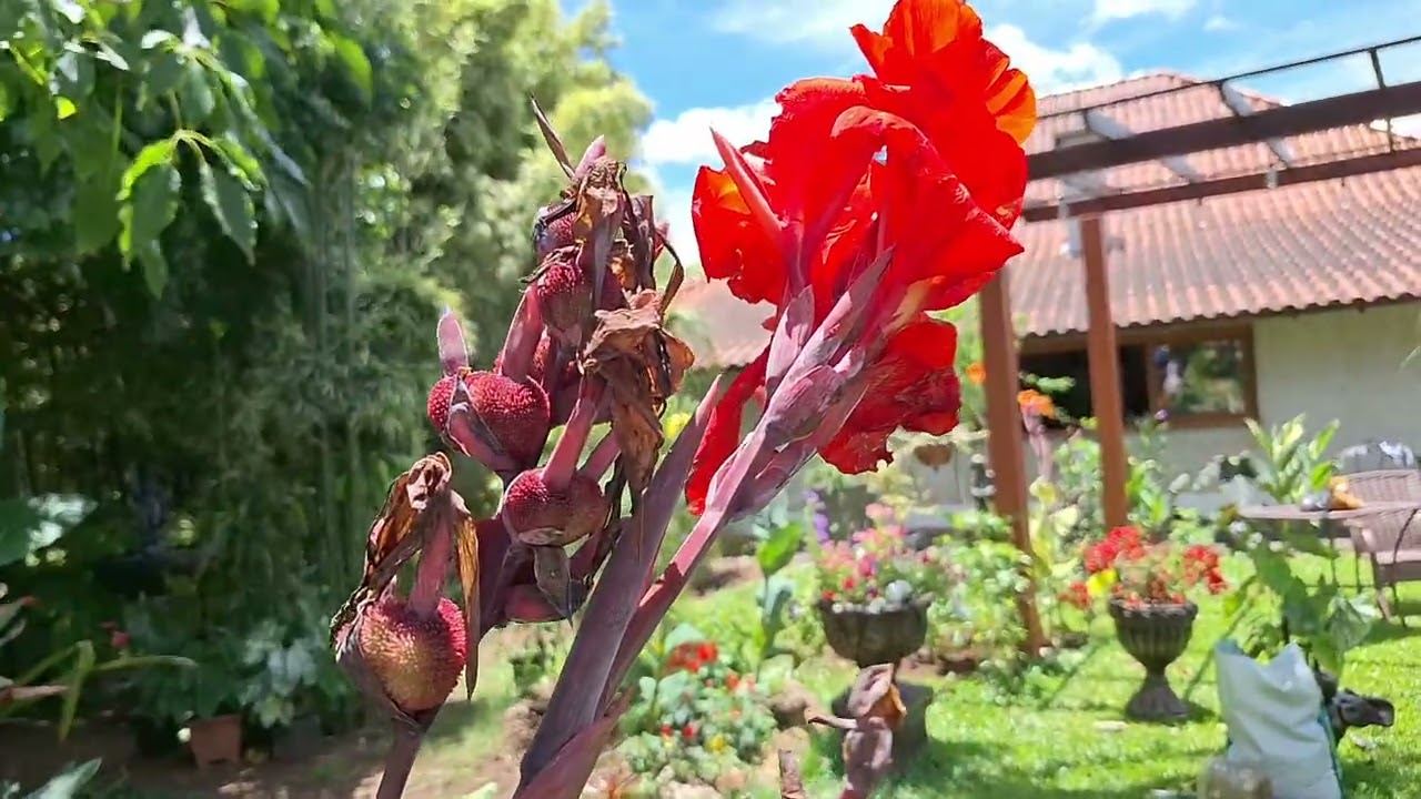 Caminho de flores