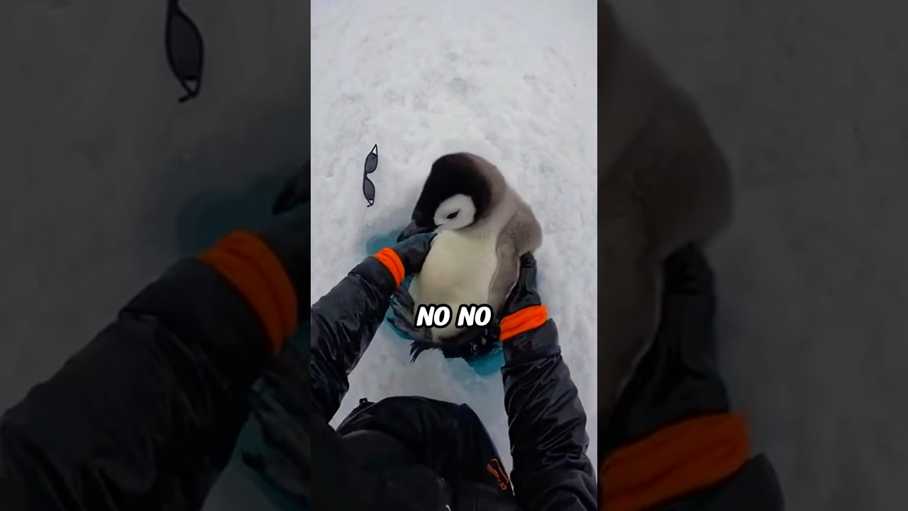 🐧🧊 Too Cold to Move&hellip; Until This Happened 😭💔 #rescue #penguin
