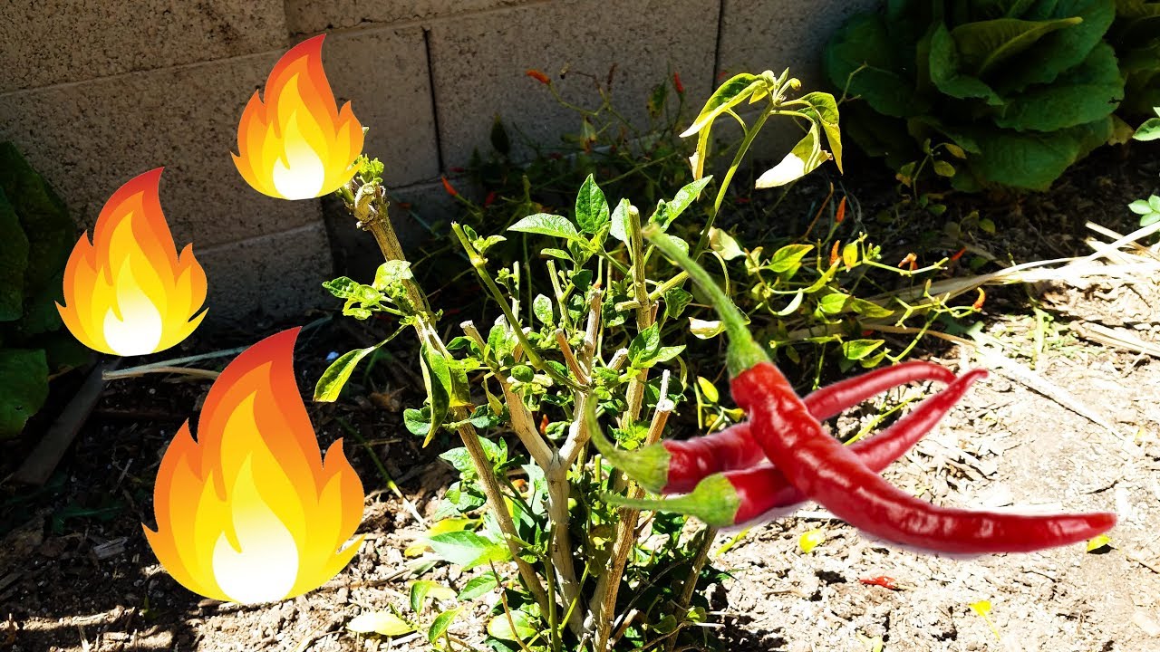 Metodo Efectivo Para Recuperar Tus Plantas De Chile