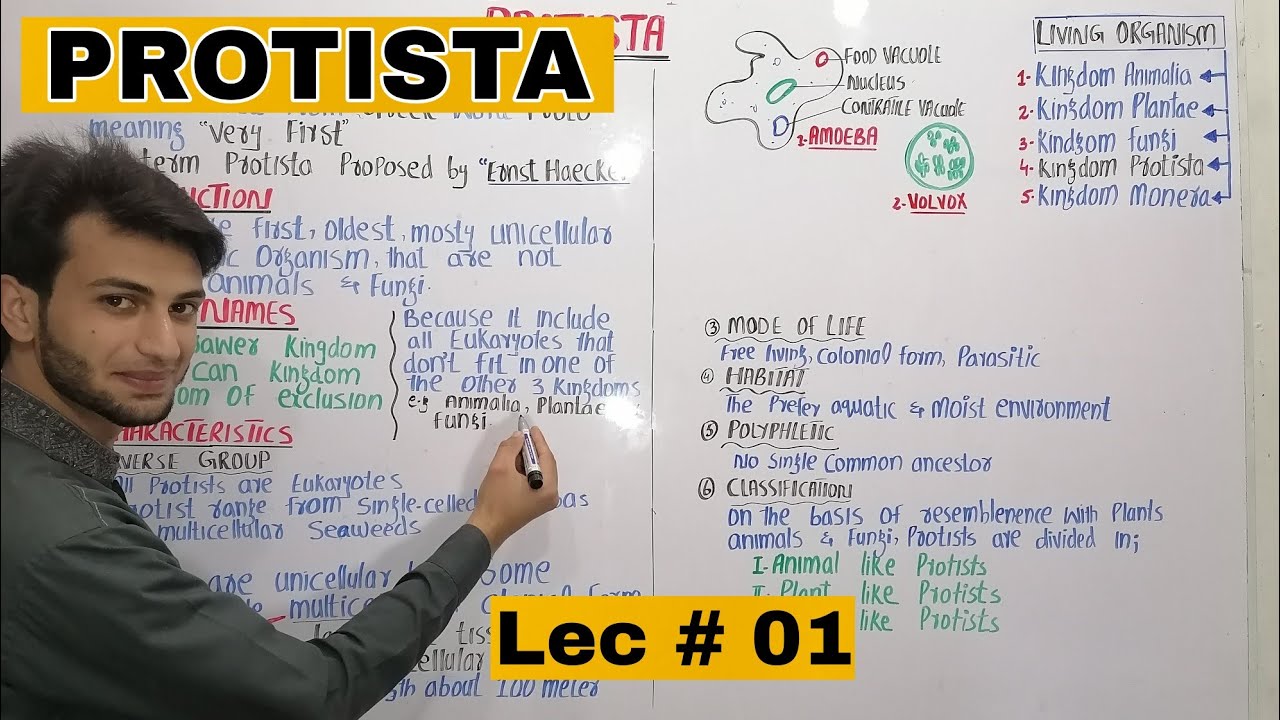 Introduction to Protista (protists) Characteristics of protista