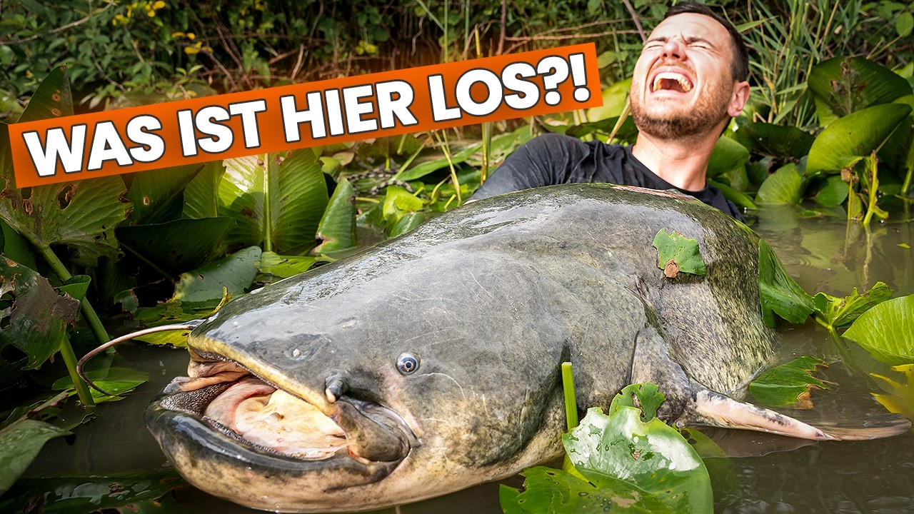 Ich habe noch nie SO gro&szlig;e Welse gefangen...