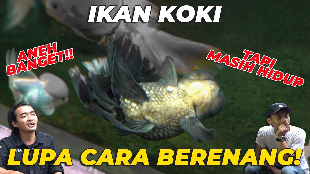 YANG PUNYA IKAN KOKI WAJIB LIAT..! IKAN KOKI LUPA CARA BERENANG 😱