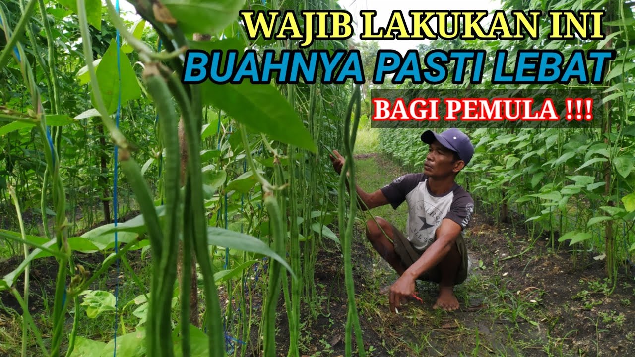 cara menanam kacang panjang agar berbuah lebat dan panjangnya maksimal || cara tanam kacang panjang