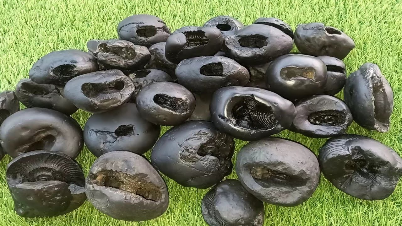 Gandaki river saligram , 24 incarnation of lord  sri vishnu divya shaligram , shaligram shila