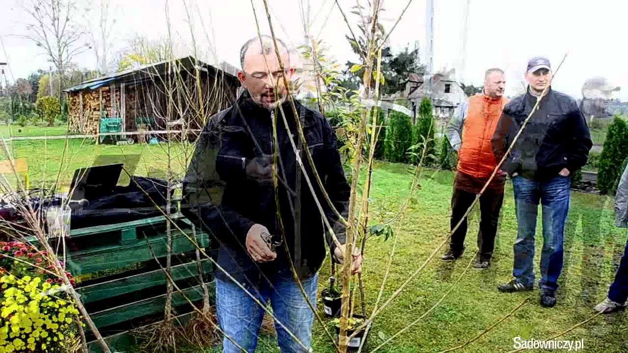 Jak przycinać drzewka owocowe - Sadowniczy.pl