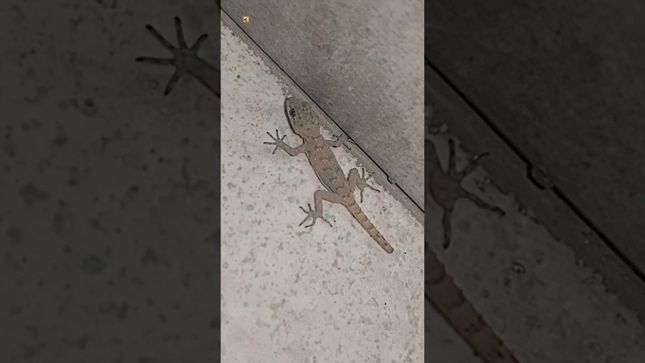 Lizard sound (2)