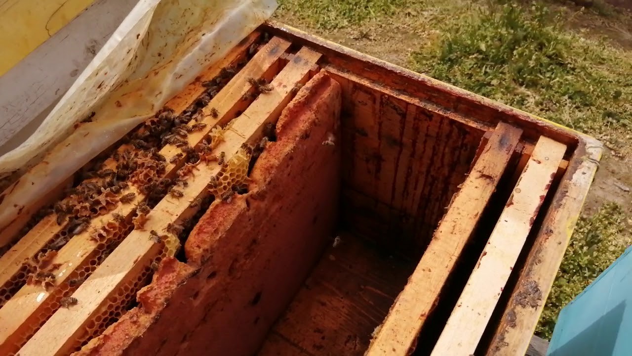 Matca cu probleme. Cum ajut 2 stupi din el.