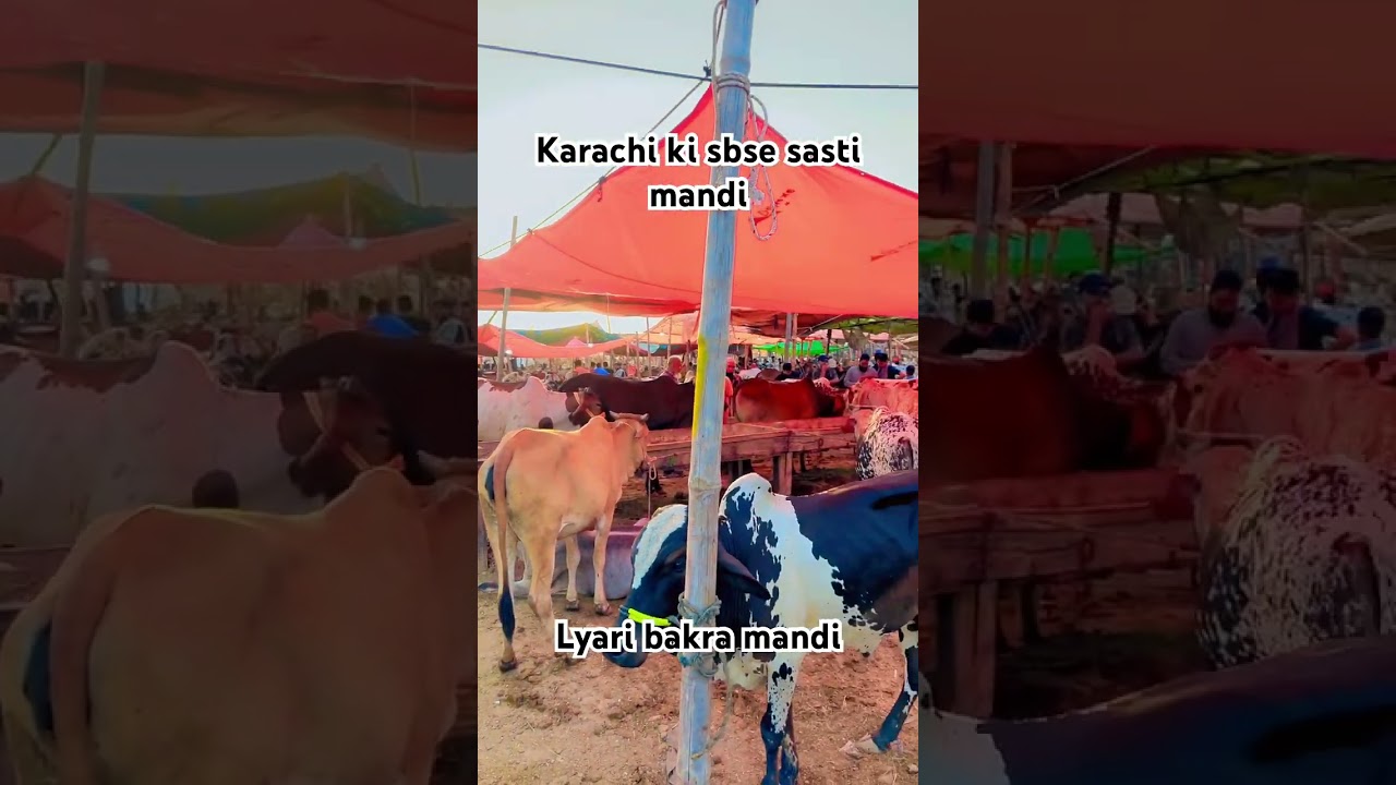 #karachicowmandi