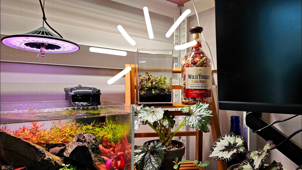 다이소 피규어 케이스로 가장 작은 수초항 만들기