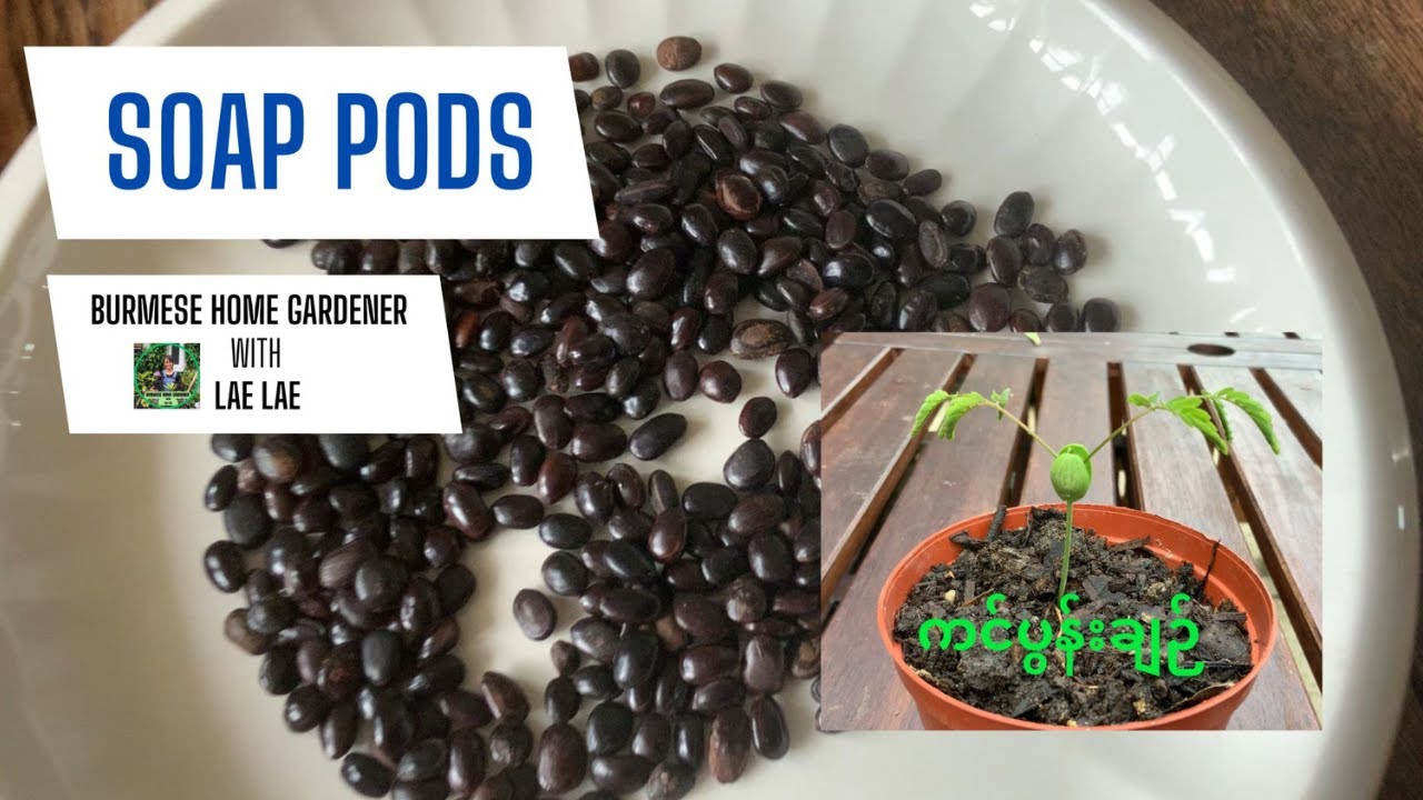 THE BEST WAY TO GROW Acacia Concinna or Soap pod Plant အာမခံ ကင်ပွန်းချဉ် စိုက်ပျိုးနည်း