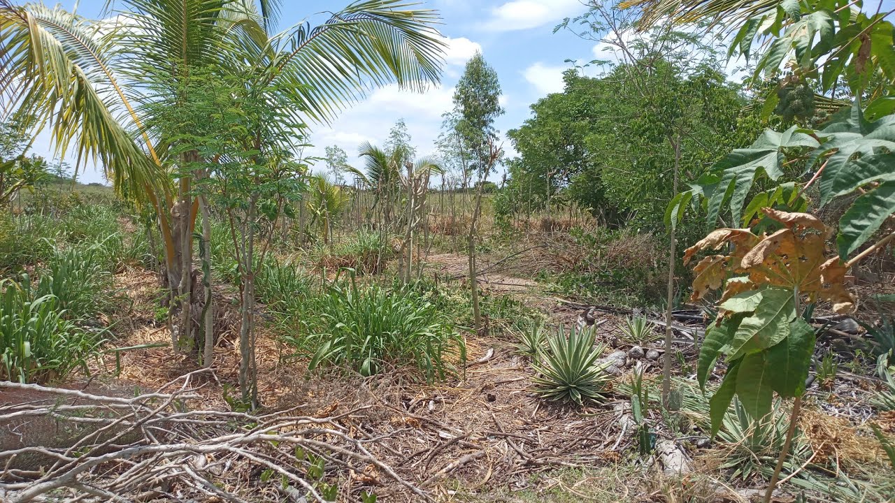 Terceiro manejo de 2023 do Sistema Agroflorestal (SAF) Santa Fé