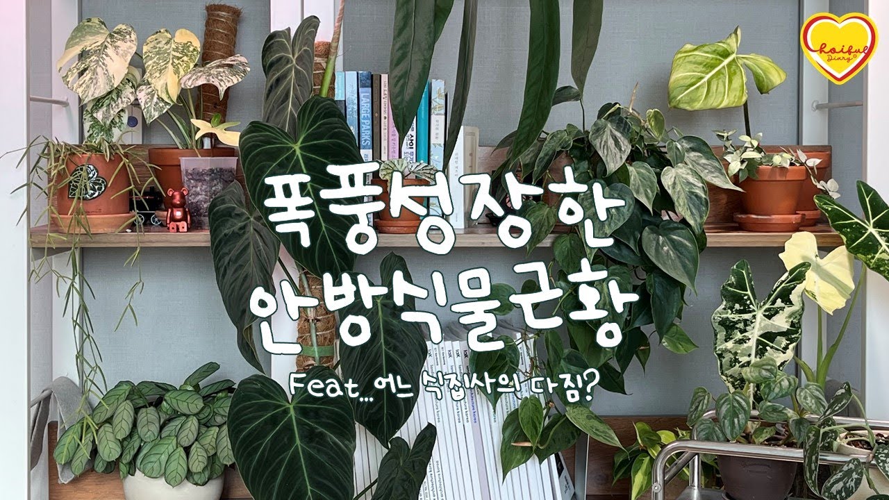 눈 뜨자마자 보이는 식물들로 힐링하며 시작하는 하루♡ 오랜만이에요👋🏻 폭풍 성장한 안방 식물들 소식 들고 왔어요.