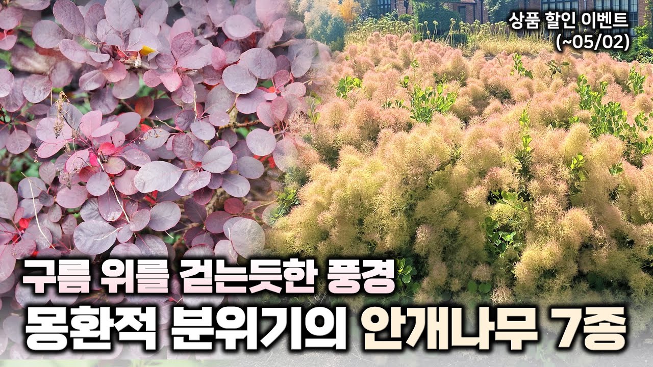 우리나라 정원에서 주목해야 할 교목 🔮안개나무 7종 소개 및 할인이벤트까지‼️