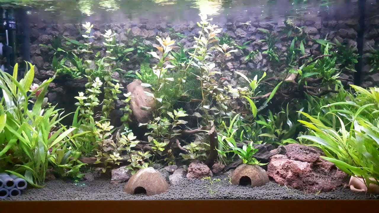 Que peut on avoir au démarrage d'un aquarium