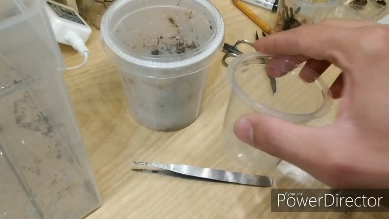 I primi passi per l'allevamento