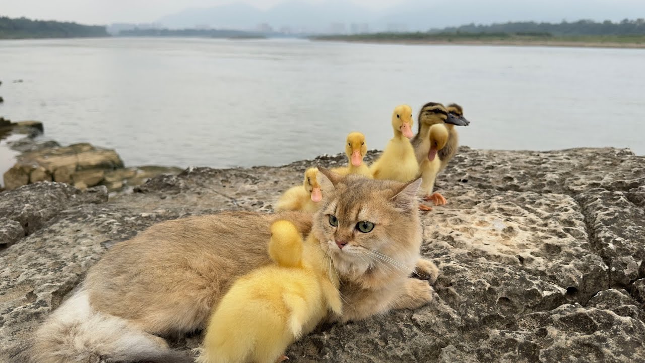 Kitten is a great duck mother and takes her ducklings on wild trips!Cute animal video