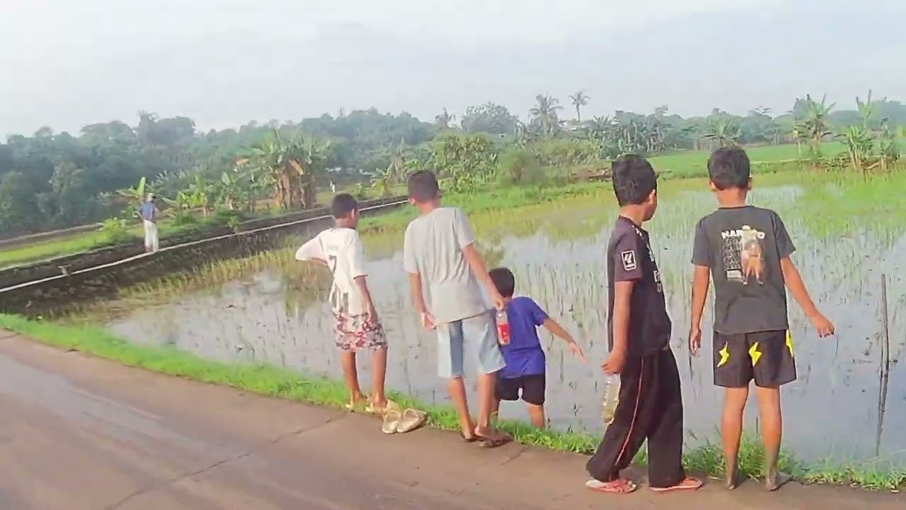 Pancal terus walaupun masih musim hujannn