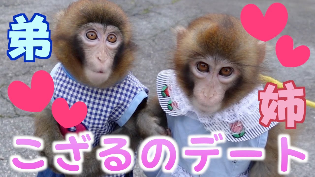 【お猿さん】「おてんば」な姉と「優しすぎる」弟のお散歩がかわいすぎふふふ！