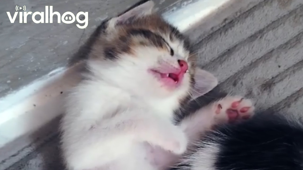 Kittens Dreaming of Milk || ViralHog